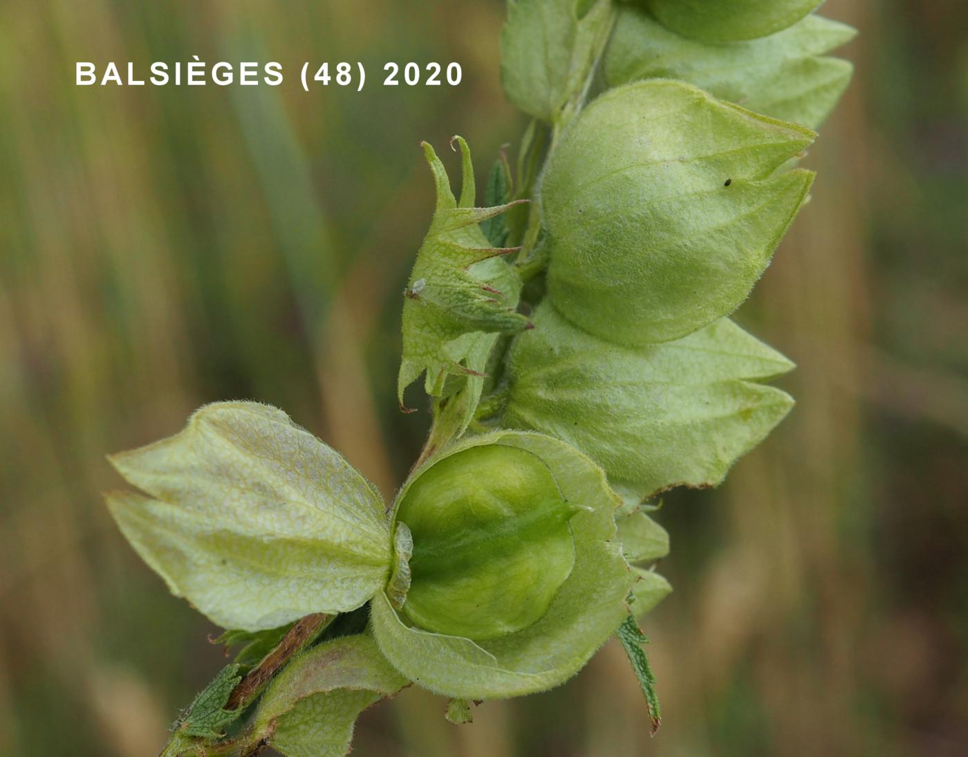 Yellow Rattle, (Mediterranean) fruit